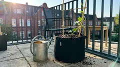 Gurken anbauen wie in Japan: Mit Sack und Kübel trotz Kälte stabil ernten