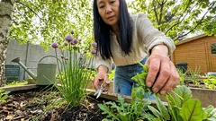 Mehrjährige Salatkräuter fürs Beet: 7 Arten, die schon im Frühling frisches Grün liefern