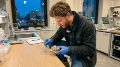 Il maiale di Sulawesi e la pittura rupestre più antica: cosa sappiamo davvero